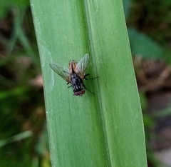 Muscina stabulans