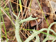 Evernia mesomorpha