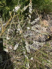 Struthiola dodecandra