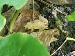 Pseudacris triseriata