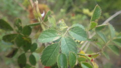 Rosa elliptica