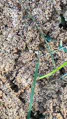 Solenopsis saevissima