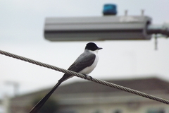 Tyrannus savana