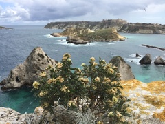 Anthyllis barba-jovis