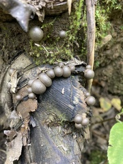 Lycogala flavofuscum