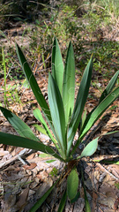 Yucca filamentosa