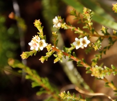 Diosma