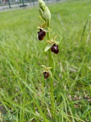Ophrys sphegodes