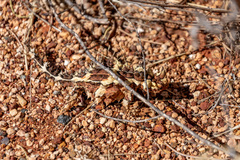 Moloch horridus