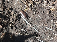 Oniscidea