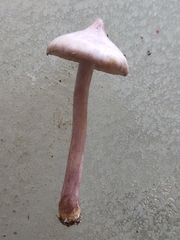 Inocybe lilacina