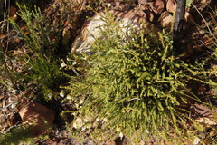 Diosma