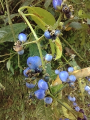 Palicourea caerulea