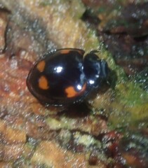 Exochomus quadripustulatus