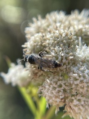 Tiphiinae