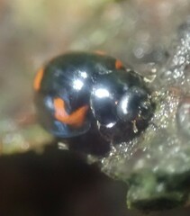 Exochomus quadripustulatus