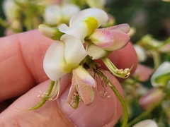 Styphnolobium japonicum