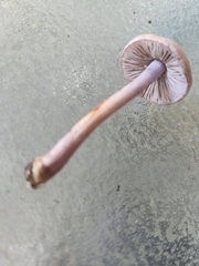Inocybe lilacina