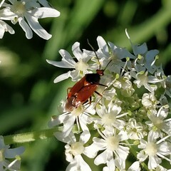 Deraeocoris ruber