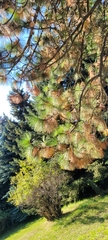 Pinus