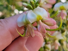 Styphnolobium japonicum