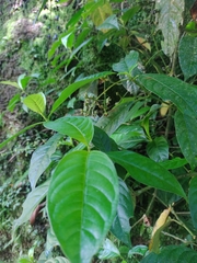 Palicourea caerulea