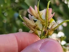 Styphnolobium japonicum