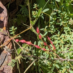 Vachellia constricta