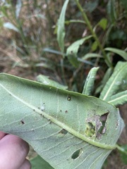 Theridula