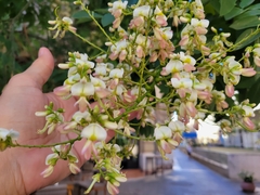 Styphnolobium japonicum