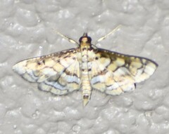 Hileithia magualis