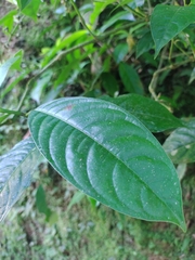 Palicourea caerulea
