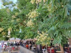 Styphnolobium japonicum