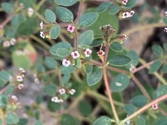 Euphorbia arizonica
