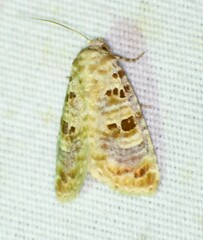 Diastema tigris