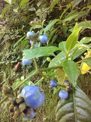 Palicourea caerulea