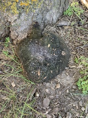 Cerioporus squamosus