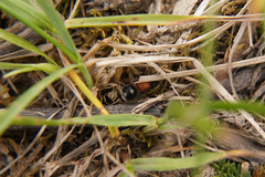 Physetopoda halensis