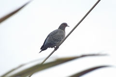 Patagioenas picazuro