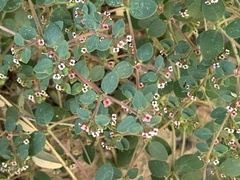 Euphorbia arizonica