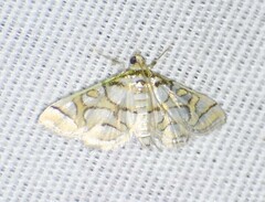 Pseudopyrausta santatalis