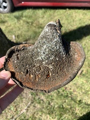 Cerioporus squamosus