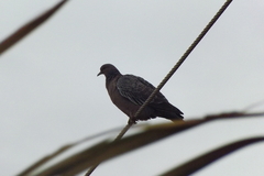 Patagioenas picazuro