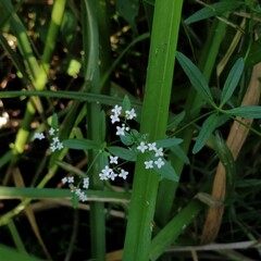 Galium palustre