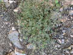 Euphorbia arizonica