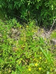 Potentilla thuringiaca