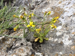Senecio leucanthemifolius