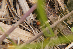 Physetopoda halensis