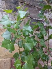 Populus