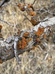 Polycauliona polycarpa
